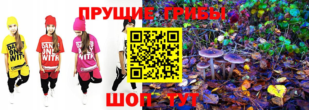 Тольятти  Галлюциногенные грибы Psilocybe  Галлюциногенные грибы Psilocybe  Вход с VPN 